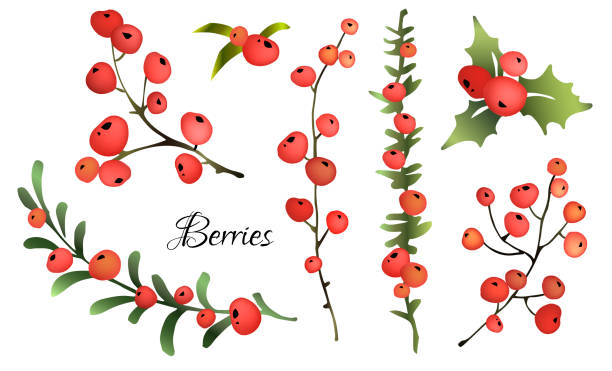 Set of red berries. Set of red berries. Vector illustration. vector food branch twig stock illustrations