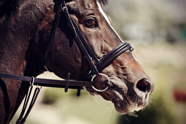 istock The muzzle is sports brown stallion in the bridle. 1185281638