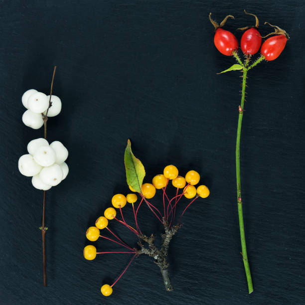 istock autumn colorful berries on black background 1185284539