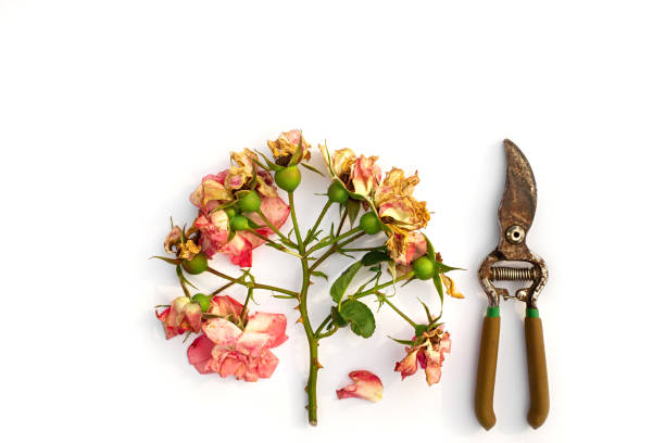 Cuting of flowers rose. Dry flowers rose and garden pruner isolated on a white background.  Pruning plants in the garden. Gardening. Top view.