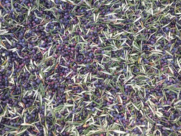 istock Olive harvest nature medical organic 1185286416