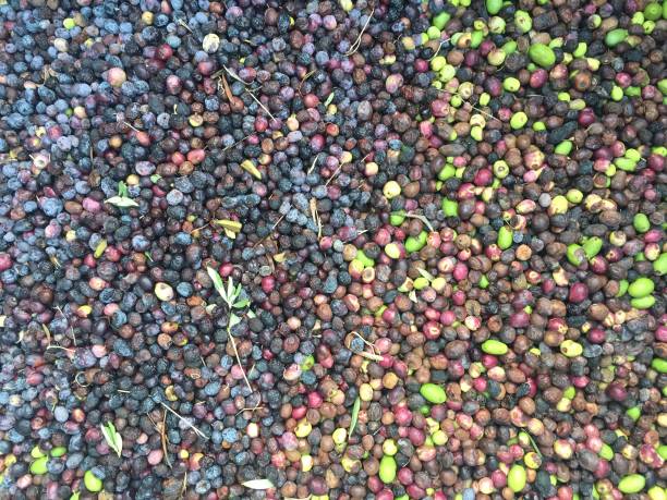 istock Olive harvest nature medical organic 1185286505