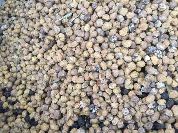 istock Olive harvest nature medical organic 1185287036