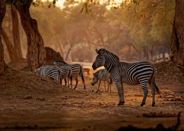 zebra delle pianure - equus quagga ex equus burchellii, anche la zebra comune, la specie più comune e geograficamente diffusa di zebre, strisce bianche e nere. - burchellii foto e immagini stock
