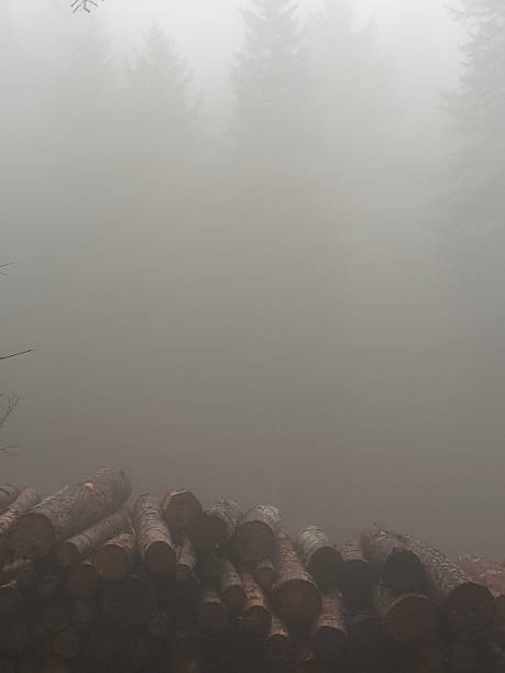 istock Foggy forest image from the Italian Dolomites 1185287321