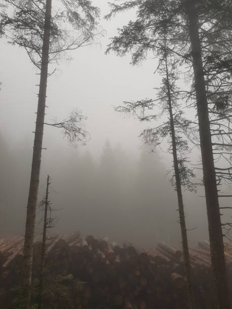 istock Foggy forest image from the Italian Dolomites 1185287352