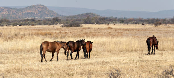 istock Thirsty horses in a dry area 1185287460