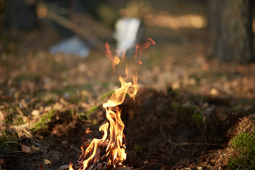 Open bonfire in forest, making forbidden to barbeque or making bonfire. Photo of bonfire in forest or park, fire in open air, bonfire around trees in park or wood. Fire bans. Beautiful nature.