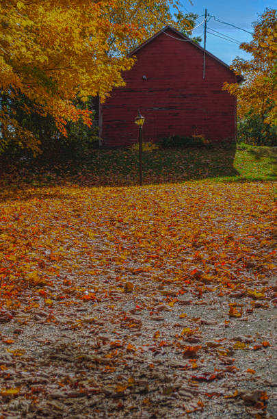 istock Old Red wooden barn framed by yellow fall trees, fallen leaves and a blue sky 1185288912