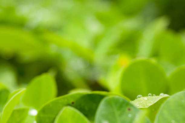 istock Green leaf of peanut on blurred greenery background with dew drops. Closeup, Copy space for text. 1185288942