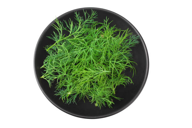 白い背景に隔離された黒い版の新鮮なディル。トップ ビュー - fennel dill flower isolated ストックフォトと画像