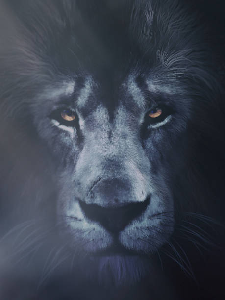 istock lion portrait gray tones 1185289252