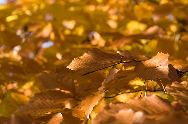Autumn Foliage stock photo