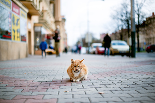 Ginger cat with collar lying alone on the street.