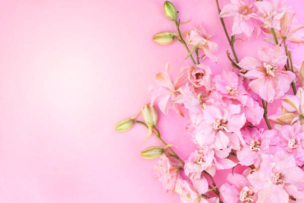istock Spring pink blossom/springtime larkspur bloom 1185290753
