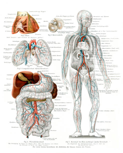 krążenie krwi układu sercowo-naczyniowego w organizmie człowieka 1896 - human blood vessel human artery human cardiovascular system human vein stock illustrations