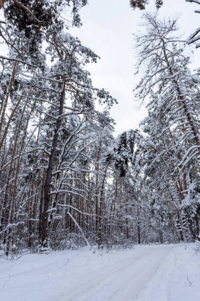istock Road in winter snow-covered forest 1185291914