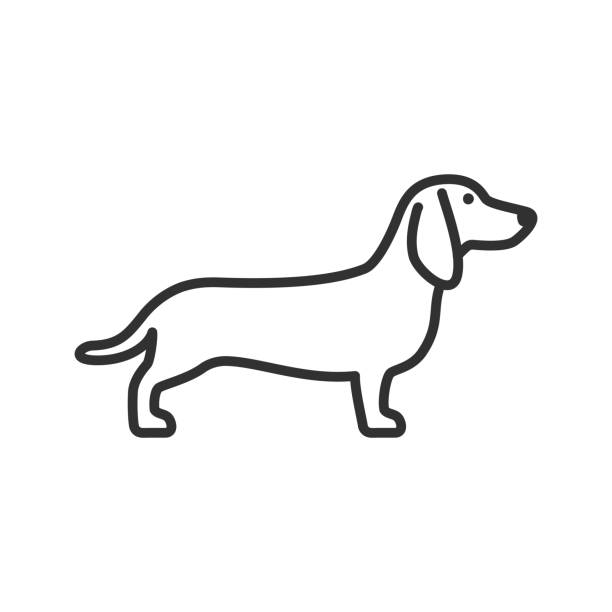 ilustraciones, imágenes clip art, dibujos animados e iconos de stock de dachshund. línea con trazo editable - dachshund