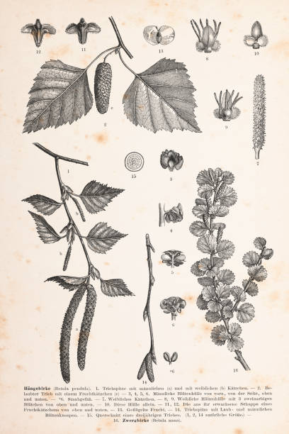 srebrne liście brzozy i kwiat 1896 - herbarium stock illustrations