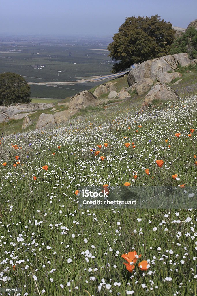 california poppies vista Valle de san Joaquín - Foto de stock de Flor silvestre libre de derechos