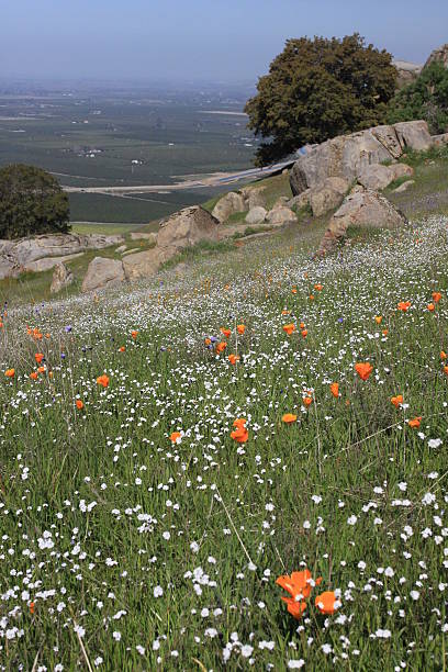california poppies com vista para san joaquin valley - san joaquin valley - fotografias e filmes do acervo