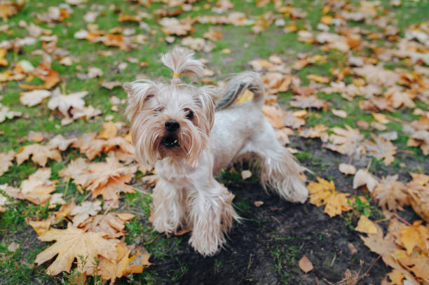 istock A beautiful fluffy Yorkshire terrier stands on green grass surrounded by yellow maple leaves. Dog on a background of autumn nature. 1185293844