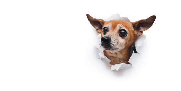 istock Bug-eyed muzzle. The head of old dog through a hole on a white torn paper background. Russian Toy Terrier. Horizontal studio image, copy space. Concept of spy, curiosity and snoop. 1185293863