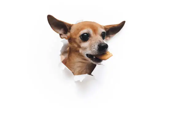 Photo of Funny small dog Russian toy terrier holds cookies in his teeth. Torn hole in white paper. The concept of hunger and theft of food. Copy space.