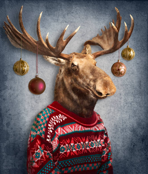 Christmas  moose. Animals in clothes. People with heads of animals .   Concept graphic, photo manipulation for cover, advertising, prints on clothing and other. Concept graphic, photo manipulation for cover, advertising, prints on clothing and other. moose stock pictures, royalty-free photos & images