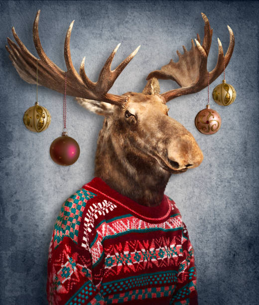 Christmas moose. Animals in clothes. People with heads of animals . Concept graphic, photo manipulation for cover, advertising, prints on clothing and other. Concept graphic, photo manipulation for cover, advertising, prints on clothing and other. surreal humor stock pictures, royalty-free photos & images