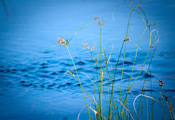 fresh green grass near beautiful blue water, Abstract natural background