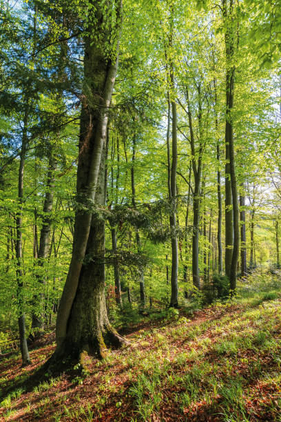 istock beech forest at sunrise in sunny weather 1185295221