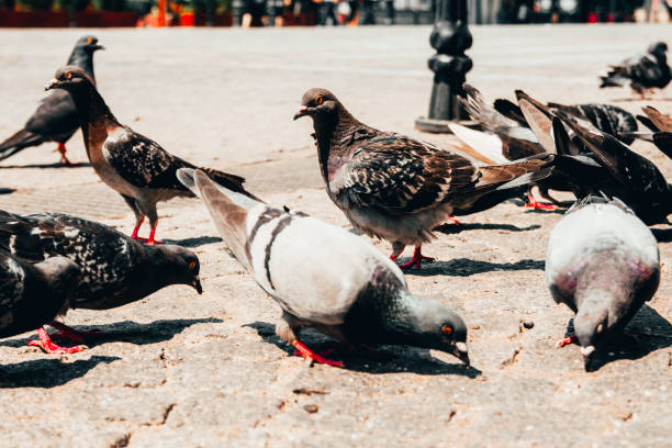 istock pigeons on the street 1185295772