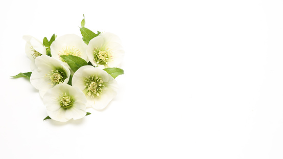 Pictured  flower head of christmas rose in a white background.