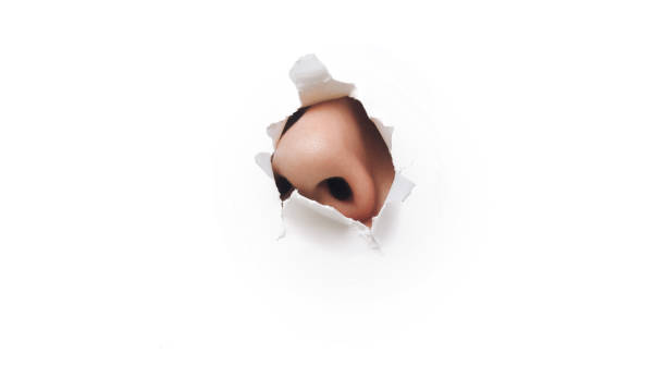 The male nose protrudes through a torn hole in white paper. The concept of curiosity, espionage, sniffing, parfume. Background, copy space. stock photo