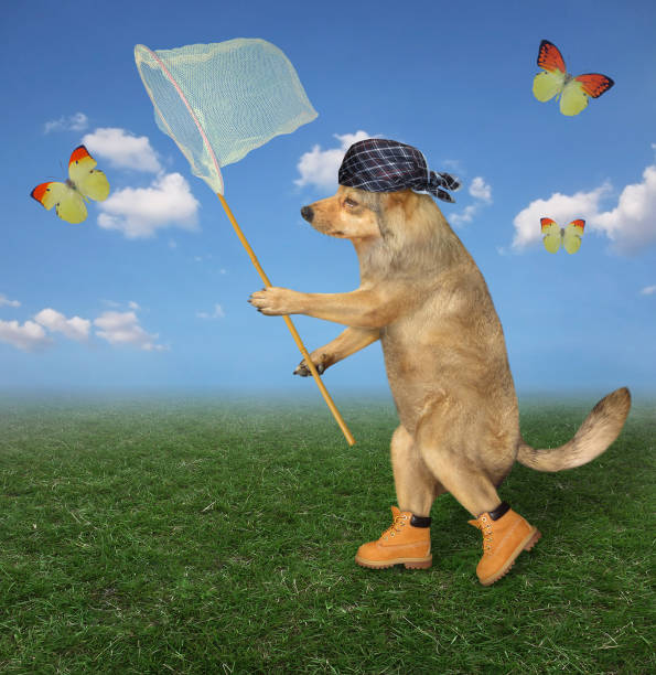 istock Dog catches yellow butterfly 2 1185297209