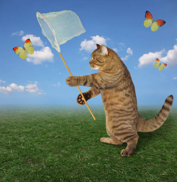 istock Cat catches yellow butterfly 1185297216