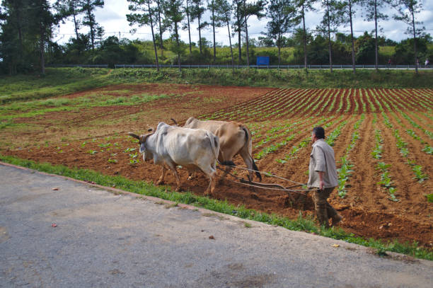Cuba January 12, 2019: farmer tilling with two oxen on a Tobacco plantation