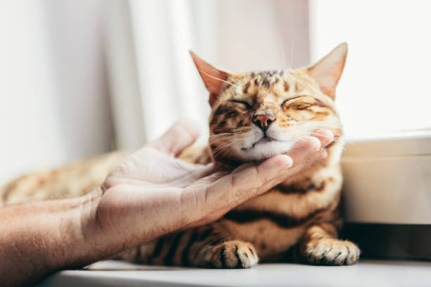 istock Happy Bengal cat loves being stroked by man's hand 1185297727