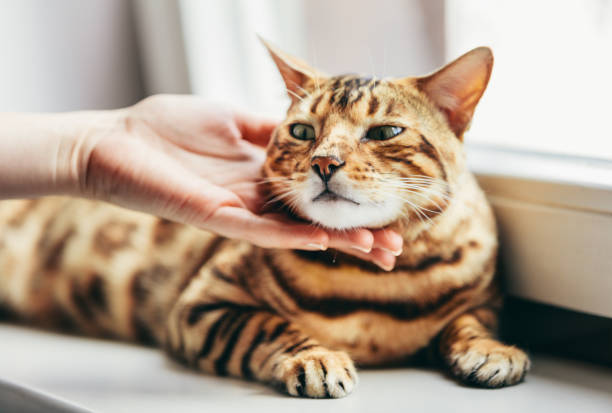 istock Happy Bengal cat loves being stroked by woman's hand 1185297862