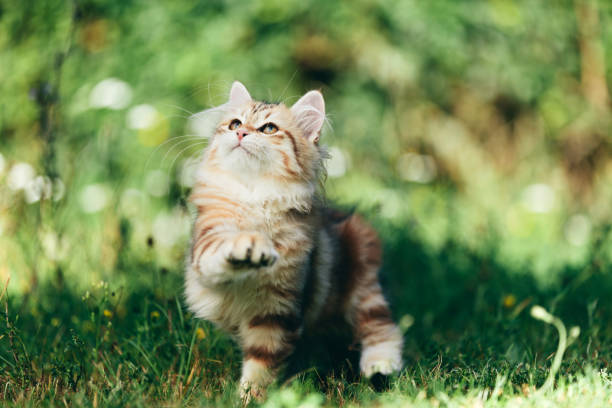 istock A kitten - Siberian cat playing in grass 1185299345