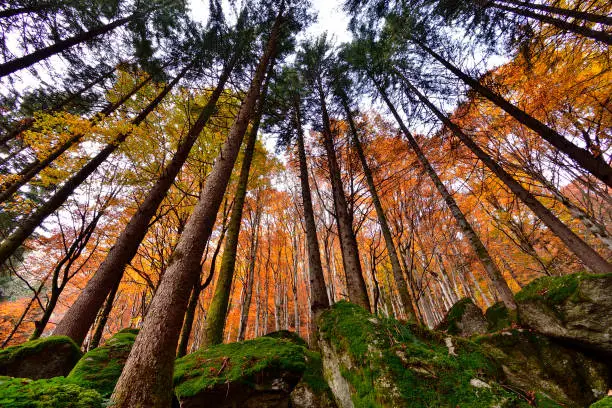 Photo of Tall larches trees with gold birches over mossy rocks.