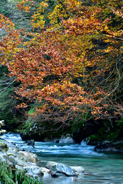 River in an autumn beech forest. River Schlaube in the nature reserve Schlaubetal, Brandenburg, Germany
