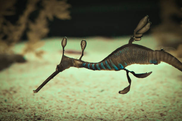 A beautiful seadragon A beautiful seadragon, underwater wildlife seadragons photos stock pictures, royalty-free photos & images