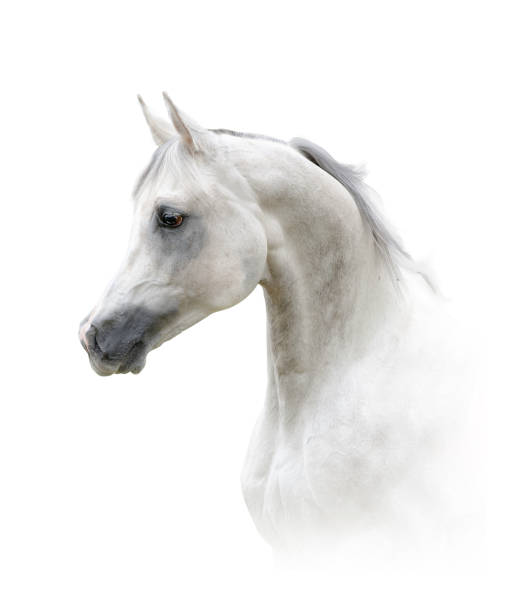 Beautiful arabian stallion portrait Beautiful arabian stallion, portrait in high key white horse stock pictures, royalty-free photos & images