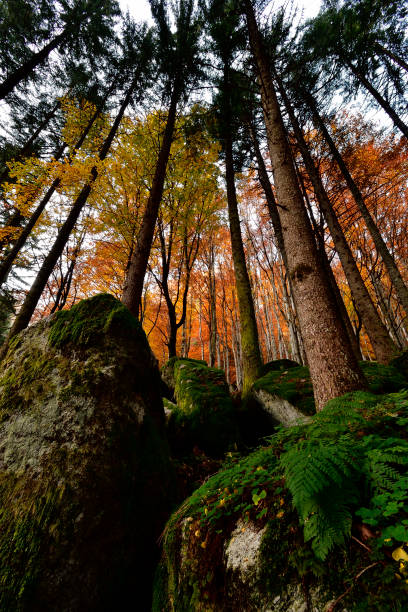 Picture taken in a Valtellina woodland in autumn season.