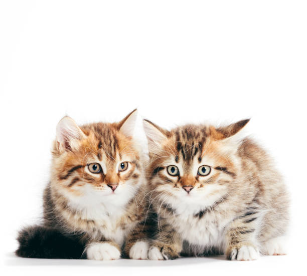 istock Siberian cats, two kittens from same litter isolated on white 1185301870