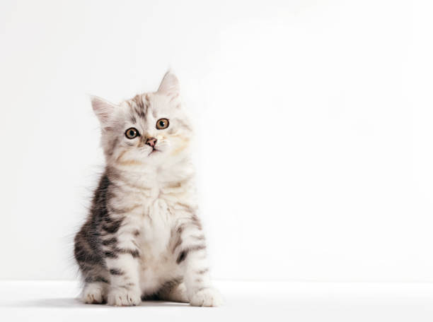 istock Siberian cat, a kitten portrait on white background. 1185302863