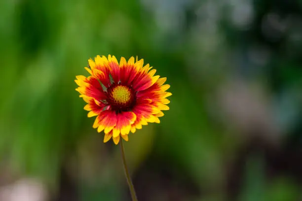 Gaillardia aristata red yellow flower in bloom, common blanketflower flowering plant, red petals with yellow edges