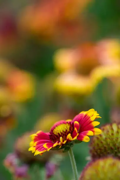 Gaillardia aristata red yellow flower in bloom, common blanketflower flowering plant, group of beautiful wild flowers